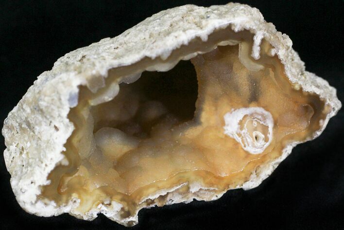Agatized Fossil Coral Geode - Florida #22420